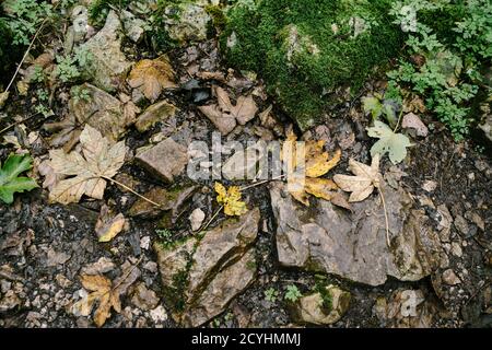 The texture of the autumn land in the forest - fallen leaves on a damp floor with moss. Stock Photo