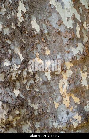 Platanus occidentalis tree bark texture closeup. A tree shedding bark. The pattern is similar to a military camouflage pattern. Stock Photo