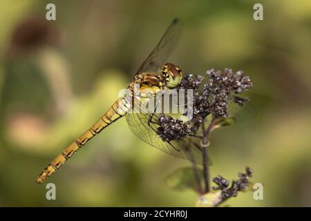 Common Darter dragonfly resting Stock Photo