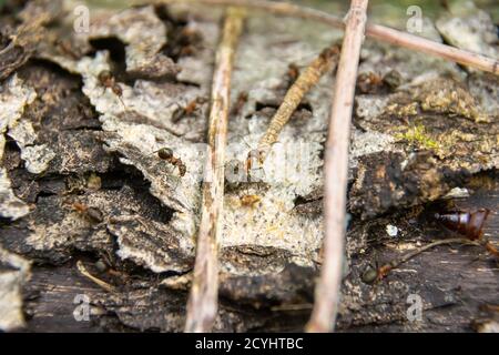 large ant dragging a twig into an anthill, selective focus Stock Photo