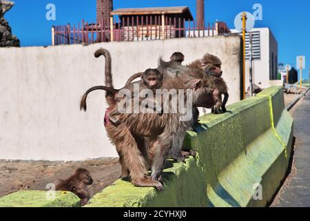 The monkey in mountains of Saudi Arabia Stock Photo