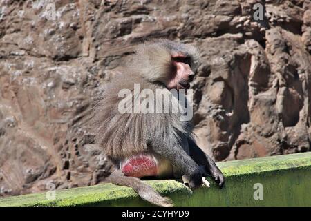 The monkey in mountains of Saudi Arabia Stock Photo