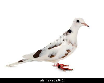 African collared dove in front of white background Stock Photo