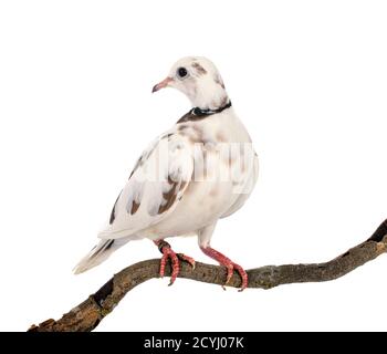 African collared dove in front of white background Stock Photo