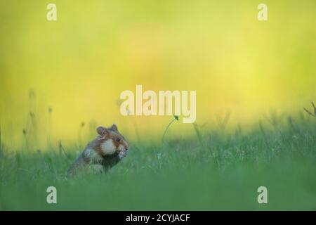 Europaeischer Feldhamster im dichten Gras mit leuchtenden Hintergrund Stock Photo