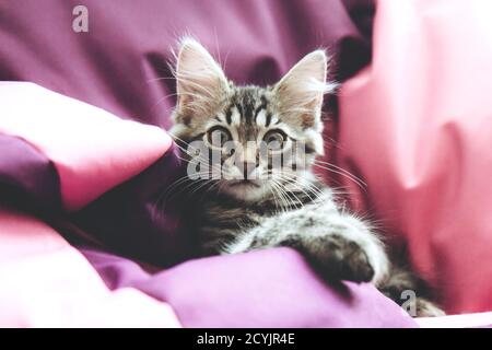 Funny gray tabby cute kitten with beautiful big eyes on bright trendy pink background. Lovely fluffy cat on colored background. Fluffy pet is gazing c Stock Photo