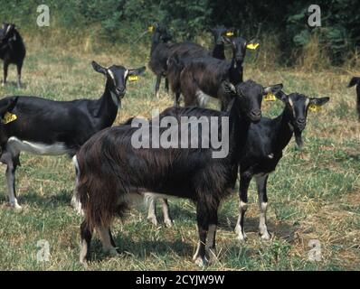 Poitevine Goat, a French Domestic Goat Breed Stock Photo