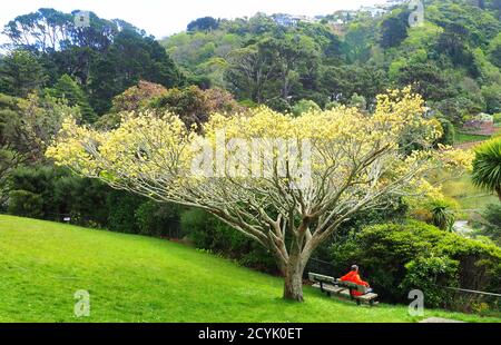 Spring in the Wellington Botanic Garden (NZ) and a middle aged woman takes a breather under a golden elm Stock Photo