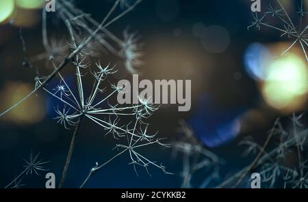 Autumn natural background with dry plants in blue colors, fall landscape Stock Photo