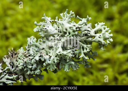 Lichens on branches growing in the forest. Stock Photo