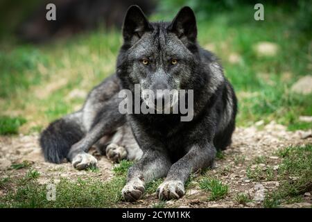 Black wolf in the forest Stock Photo