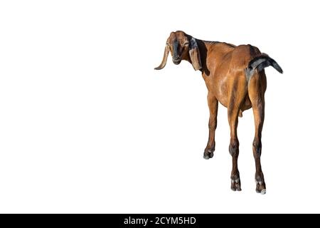 Brown Goat standing full length isolated on white. Funny brown female goat close up. Farm animals banner with copy space. Stock Photo