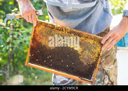 Beehive Spring Management. beekeeper inspecting bee hive and prepares apiary for summer season. Beekeeping before honey collection Stock Photo