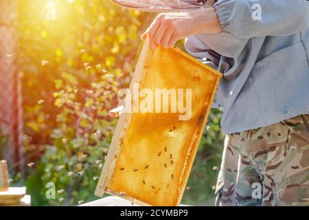 Beehive Spring Management. beekeeper inspecting bee hive and prepares apiary for summer season. Beekeeping. Beekeeper grey protective suit costume che Stock Photo