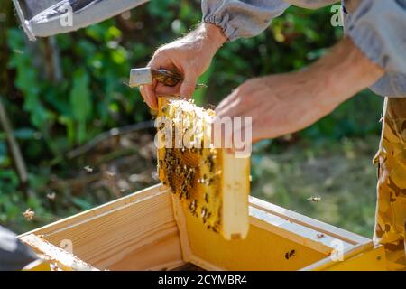 Beehive Spring Management. beekeeper inspecting bee hive and prepares apiary for summer season. Beekeeping. Beekeeper grey protective suit costume che Stock Photo