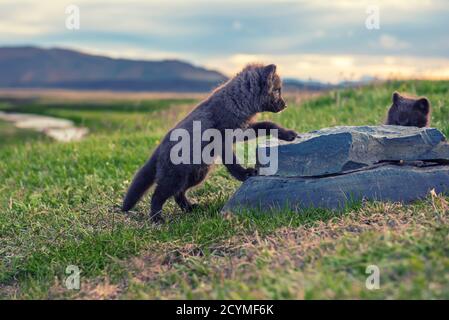 Two beautiful wild animals. Arctic Fox cub, Vulpes lagopus, cute babies playing in the nature habitat, grassy meadow in Iceland with the stone Stock Photo