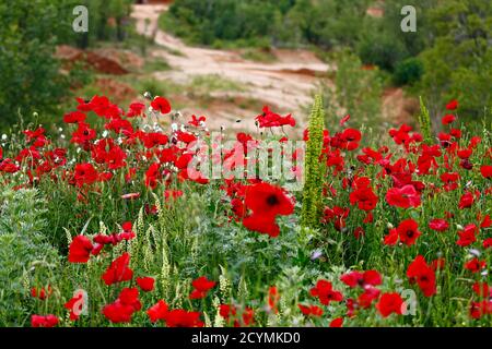 Wild poppies and wildflowers growing on the edge of a quarry in Herzegovina. Stock Photo