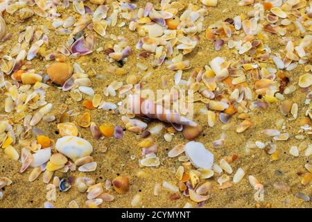 Attractive shells on the golden sands at popular Marari Beach on the Arabian Ocean; Mararikulam, Alappuzha (Alleppey), Kerala, India Stock Photo