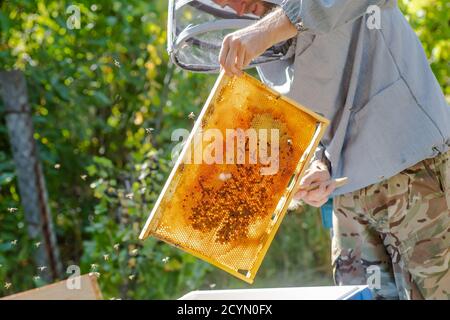 Beehive Spring Management. beekeeper inspecting bee hive and prepares apiary for summer season. Beekeeping. Beekeeper grey protective suit costume che Stock Photo