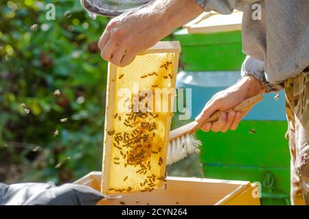 Beehive Spring Management. beekeeper inspecting bee hive and prepares apiary for summer season. Beekeeping. Beekeeper grey protective suit costume che Stock Photo