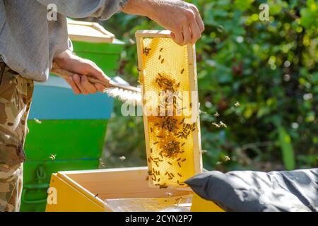 Beehive Spring Management. beekeeper inspecting bee hive and prepares apiary for summer season. Beekeeping. Beekeeper grey protective suit costume che Stock Photo