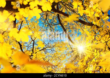 The sun shining through branches of a deciduous tree with yellow foliage in autumn, with blue sky