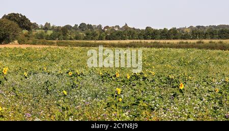 Mass of colourful wild sunflowers and other plants in an English meadow Stock Photo
