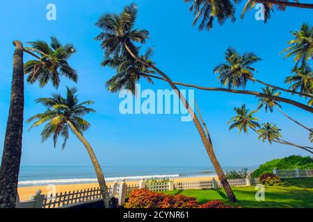 Leaning palm trees at beautiful, unspoilt, deserted Kizhunna Beach, south of Kannur on the state's north coast; Kizhunna, Kannur, Kerala, India Stock Photo