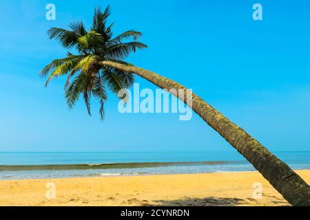 Leaning palm tree at beautiful, unspoilt, deserted Kizhunna Beach, south of Kannur on the state's north coast; Kizhunna, Kannur, Kerala, India Stock Photo