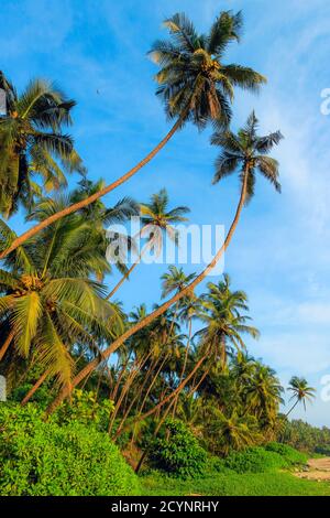 Leaning palm trees at beautiful, unspoilt, deserted Kizhunna Beach, south of Kannur on the state's north coast; Kizhunna, Kannur, Kerala, India Stock Photo