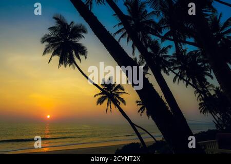 Leaning palm trees at sunset on beautiful, unspoilt Kizhunna Beach, south of Kannur on the state's north coast; Kizhunna, Kannur, Kerala, India Stock Photo