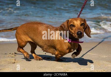 Dachshund on the blue sea. Holidays with a pet