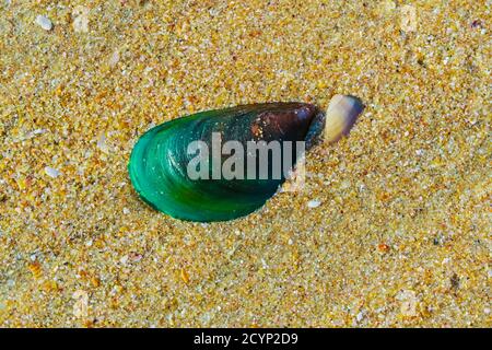 Beautiful green mussel shell (Perna viridis) on Kizhunna Beach, where it is harvested from intertidal rocks; Kizhunna, Kannur, Kerala, India Stock Photo