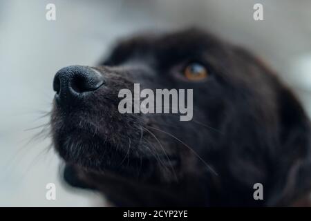 Close up of a dog Stock Photo