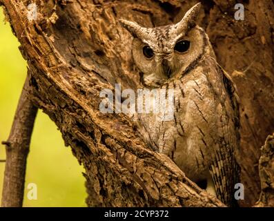 Indian Scops owl siting in its natural habitat Stock Photo