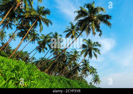 Leaning palm trees at beautiful, unspoilt, deserted Kizhunna Beach, south of Kannur on the state's north coast; Kizhunna, Kannur, Kerala, India Stock Photo