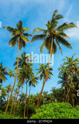 Leaning palm trees at beautiful, unspoilt, deserted Kizhunna Beach, south of Kannur on the state's north coast; Kizhunna, Kannur, Kerala, India Stock Photo