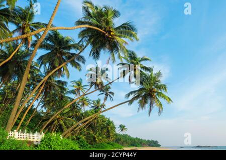 Leaning palm trees at beautiful, unspoilt, deserted Kizhunna Beach, south of Kannur on the state's north coast; Kizhunna, Kannur, Kerala, India Stock Photo