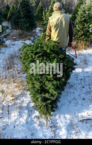 Man hauling away a freshly cut balsam fir tree at a Christmas tree farm ...