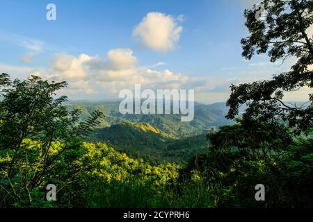 View south over forest & tea estates south of Munnar in this tea growing region. Tea is a major worldwide export; Muthuvankudi, Munnar, Kerala, India Stock Photo