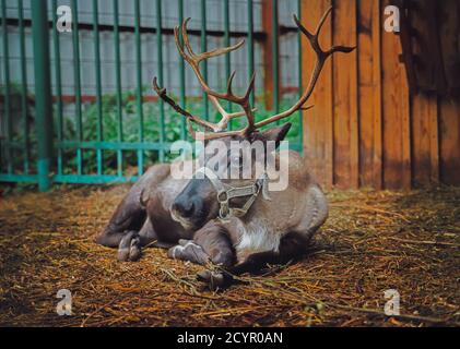 A long horned deer with bridle sitting on the grass. Izhevsk zoo, Russia. Stock Photo