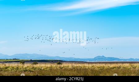 Aberlady Nature Reserve, East Lothian, Scotland, United Kingdom, 2nd October 2020. UK Weather: A beautiful sunny day on the coastline of the Firth of Forth. A flock of pink-footed geese coming in to land in the bay at low tide with a view in the distance of the outline of Edinburgh. 10-20,000 pink-footed geese winter here Stock Photo