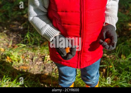 close up of young boy wearing bright red body warmer holding brown ripe conkers in his hands outside in autumn sunshine