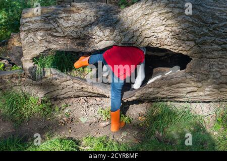 close up of young boy wearing bright orange colored wellington boots and red vest, climbing in a the hollow of a tree trunk outside in autumn sunshine Stock Photo