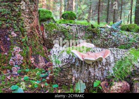 Birch polypore on a fallen tree in the forest Stock Photo