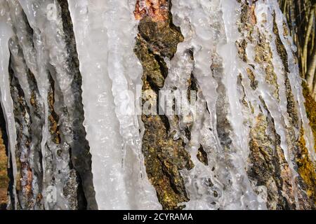 Ice pattern on the bark Stock Photo