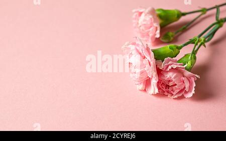 Beautiful pink carnations isolated on a pink background. Congratulations, mother's day, wedding concept, flat lay with copy space Stock Photo