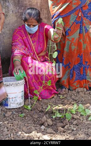 Beawar, India. 02nd Oct, 2020. An Anganwadi worker plant a sapling in a pothole on the occasion of Mahatma Gandhi's 151st birth anniversary, in Beawar. (Photo by Sumit Saraswat/Pacific Press) Credit: Pacific Press Media Production Corp./Alamy Live News Stock Photo