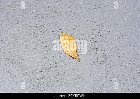 Lonely chestnut dry leaf lying on wet asphalt road at rainy fall season Stock Photo