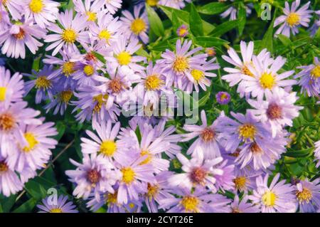 Honeybee pollinating beautiful pinkish flowers. Botany, insects Stock Photo